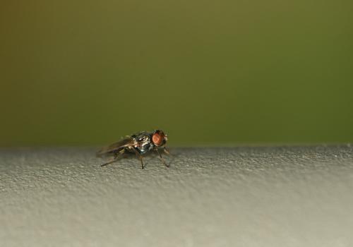 Euxesta sp.